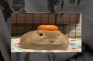 酣畅淋漓的萌物积累 