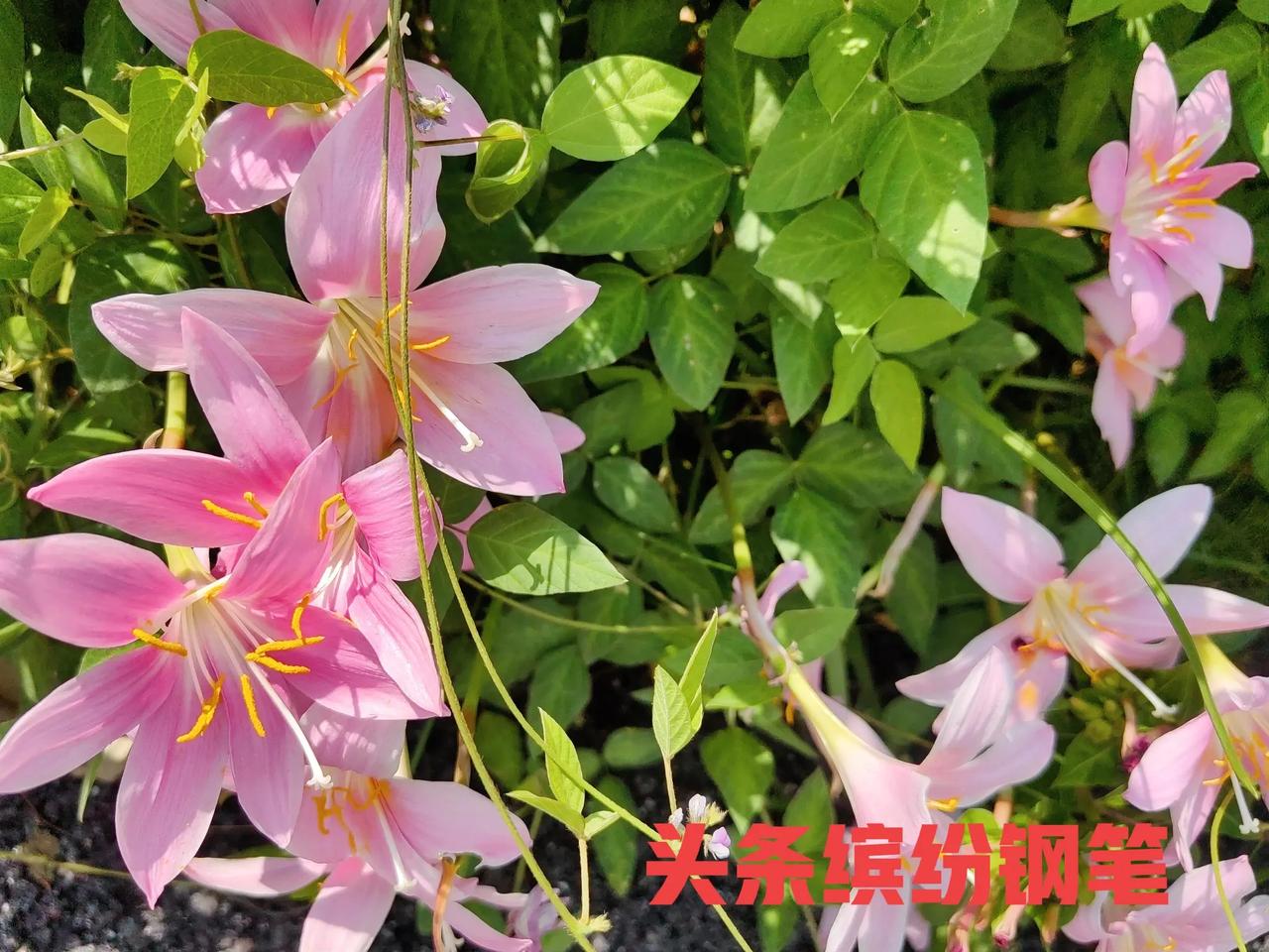 #下联：霜叶红于二月花，诚邀上联#
#上联：二月春风似剪刀，
#下联：霜叶红于二