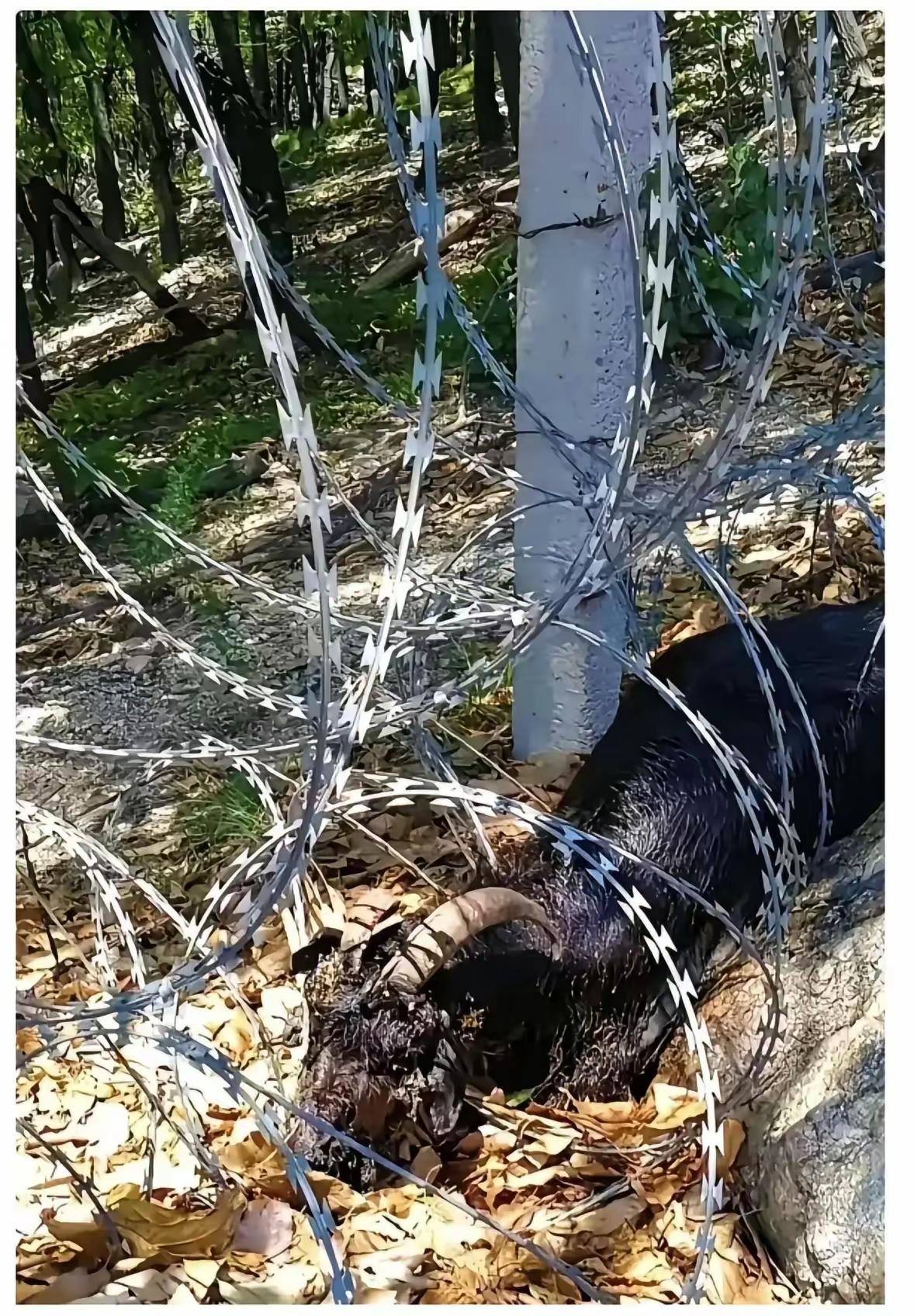 刀片铁丝网！
一只山羊误撞被杀死了……
太狠了，为防止人上山至于用这种玩意吗？