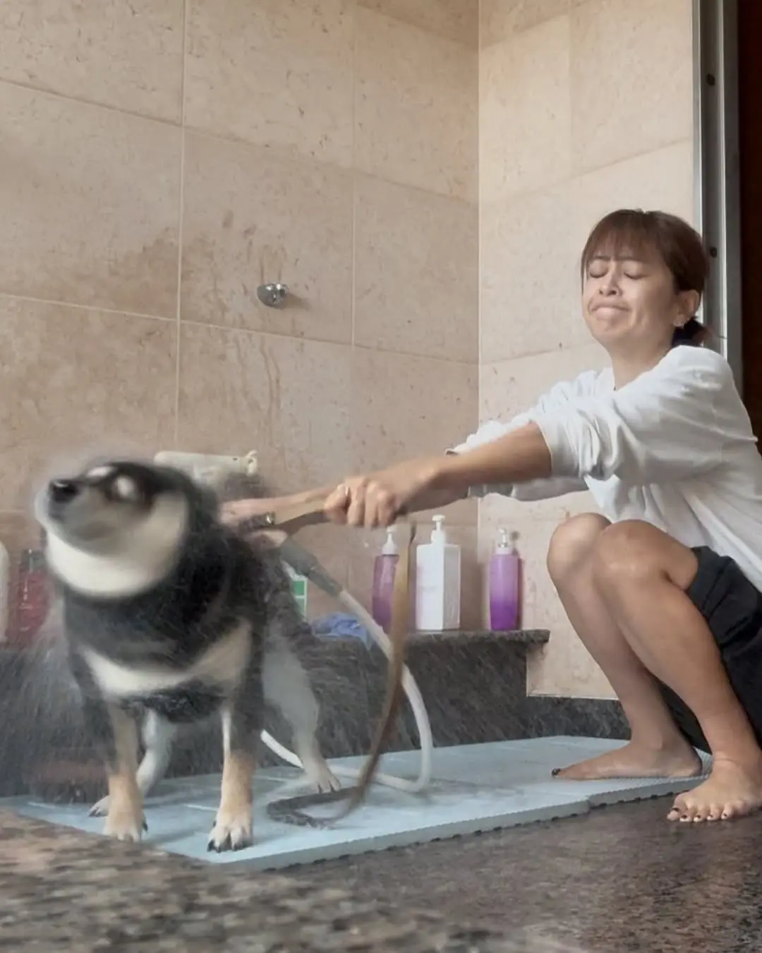 给柴犬洗澡时候的你。