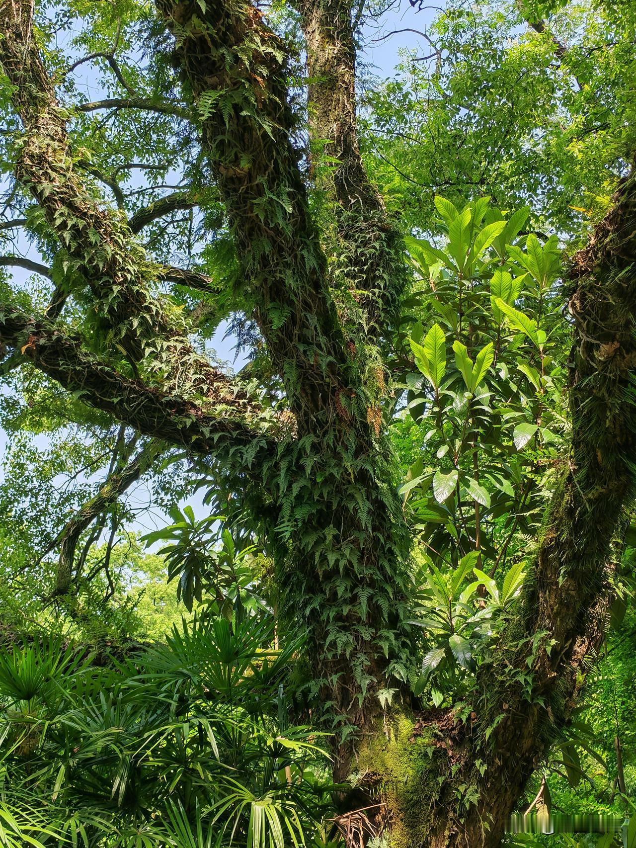 亚热带森林湿润环境里的附生群落景观

在游览桂林植物园时，亚热带湿润环境中典型的