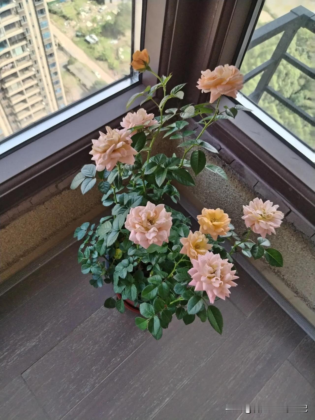 发一张图证明去过海南