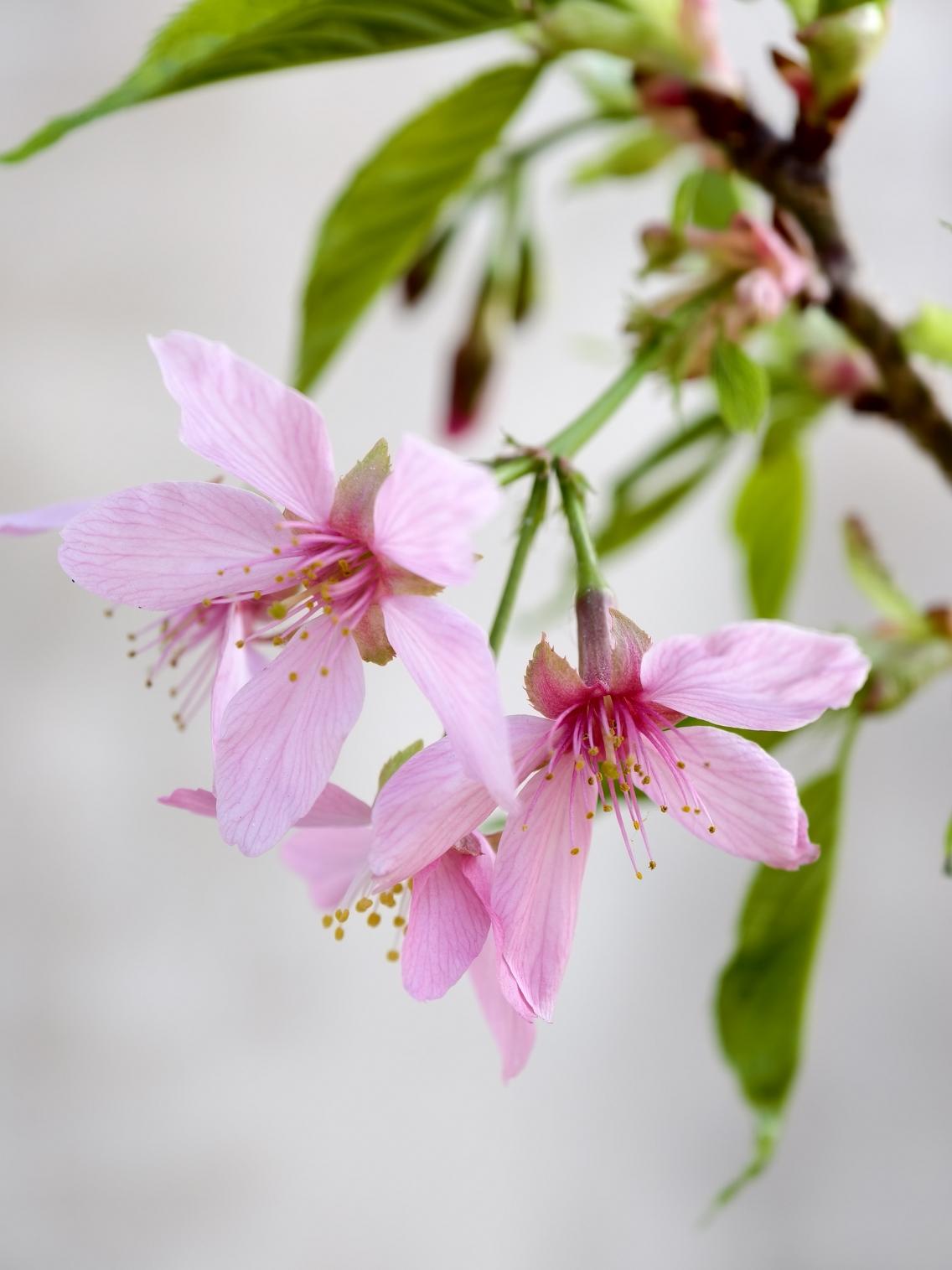 确定是樱花。它的学名（拉丁学名）是 Prunus campanulata，在植物