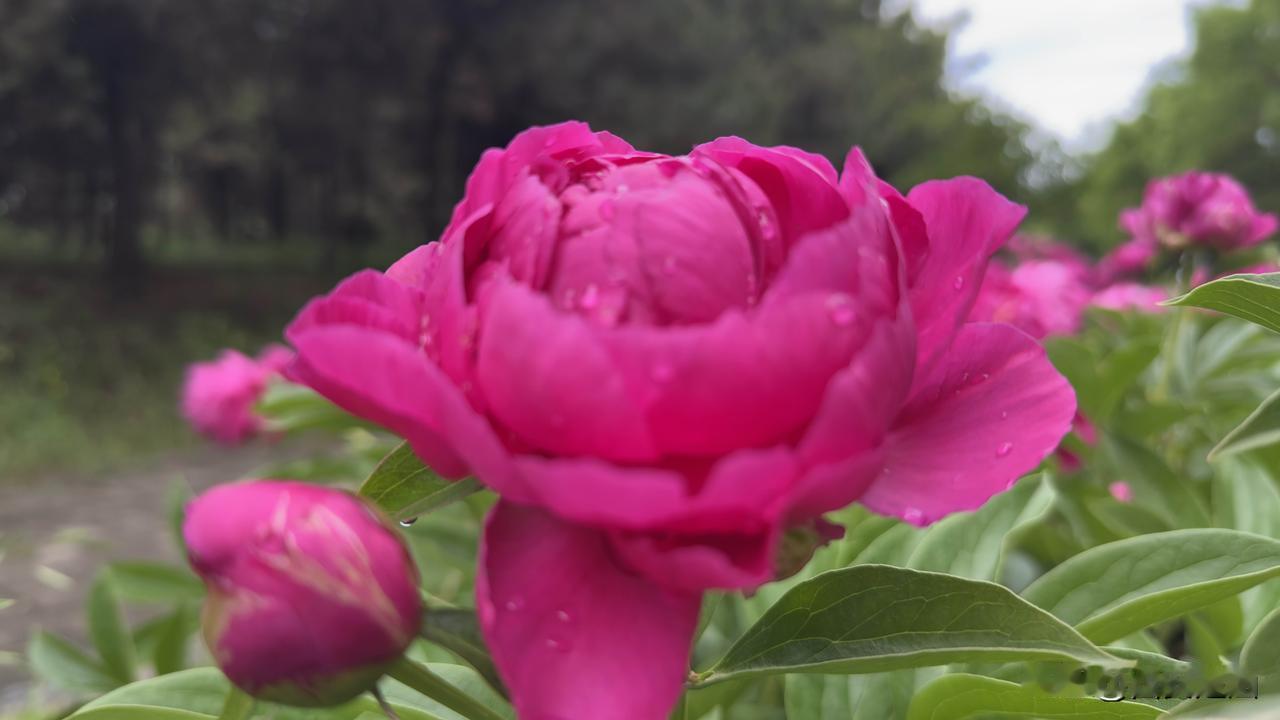西农的暮春，芍药开得不管不顾。我从花垄边走过，衣角蹭了一身香。风来了——西北的风
