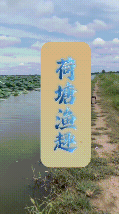 荷塘边，老伯静静持竿垂钓，一旁的萨摩耶直接走进水里，叼着大鱼送到岸边。一静一动，