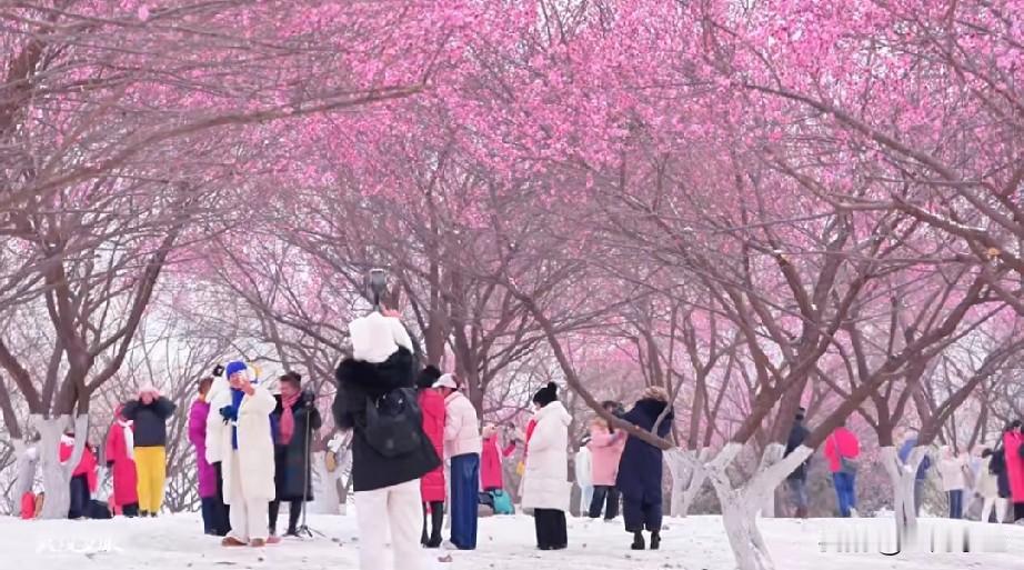 我是一个东北人，从小到大没少看雪，但是当我在美丽的江城武汉看到雪的时候，这一刻我