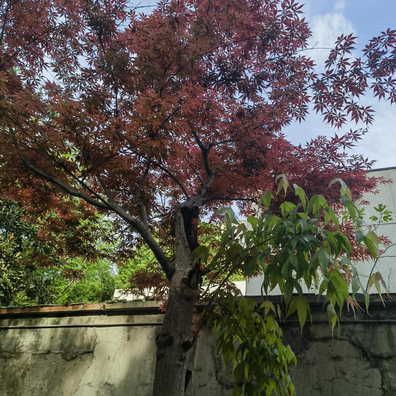 华科西区的这棵枫树长得奇异: 火红树叶下方又有一簇绿色叶子，像是嫁接过一样 您觉