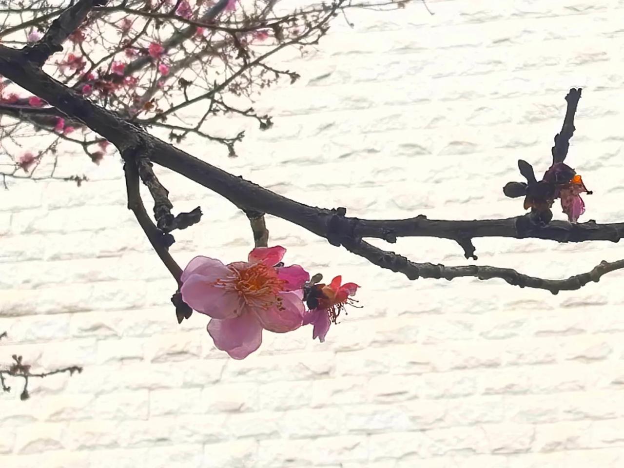 我该怎么写梅花
        作者：郭兴华
我究竟该如何写梅花，
才能绘就她绝