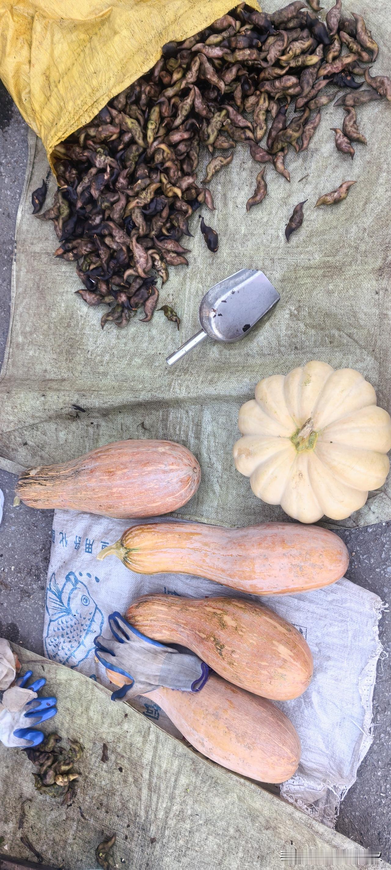 今天上午要回武汉，我早早起了床，去菜场买菜带回去。

油田这边的菜很新鲜，都是附