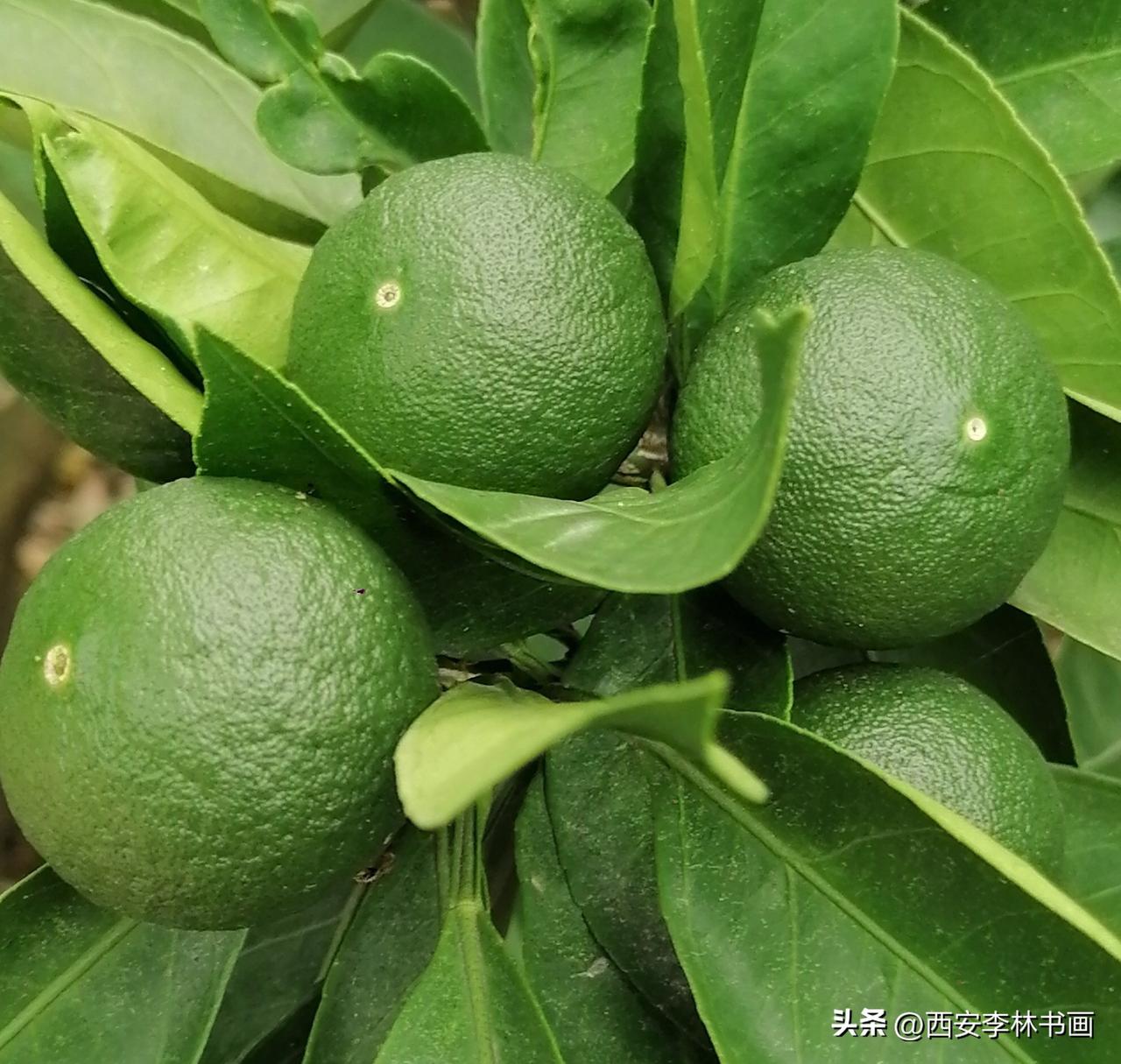 《汉中城固桔子（李林6月23日摄于汉中城固）》
