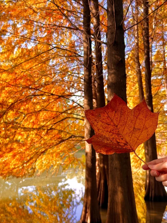 接下来南京的秋天🍂