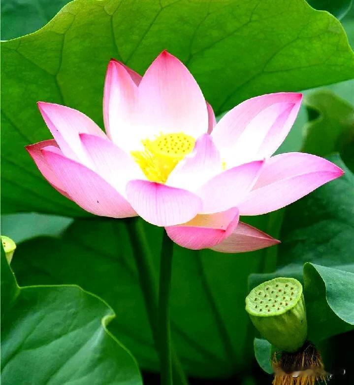 告诉你一个冷知识，粤语歌鼻祖是许冠杰，他现在还在世，也就是说在许冠杰之前没有粤语