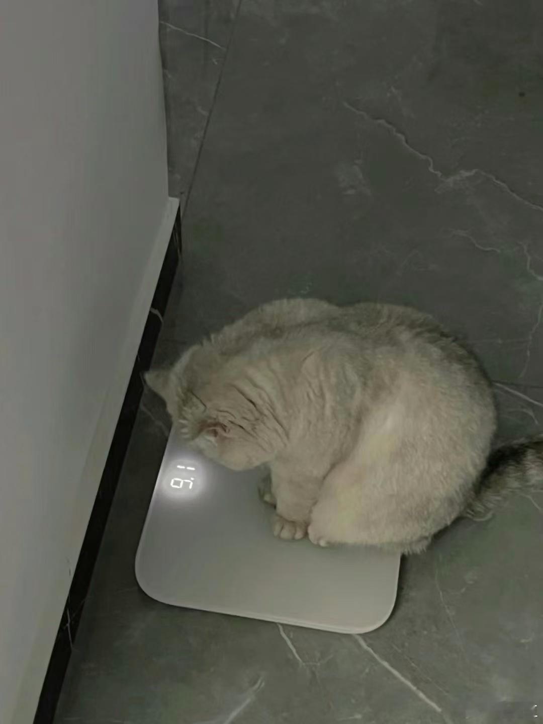 猫都知道自己胖了你呢？ ​​​