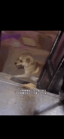 一只小狗走累了，想坐公交车，司机师傅看它一直在后面追，于是就放它上车了。

小狗