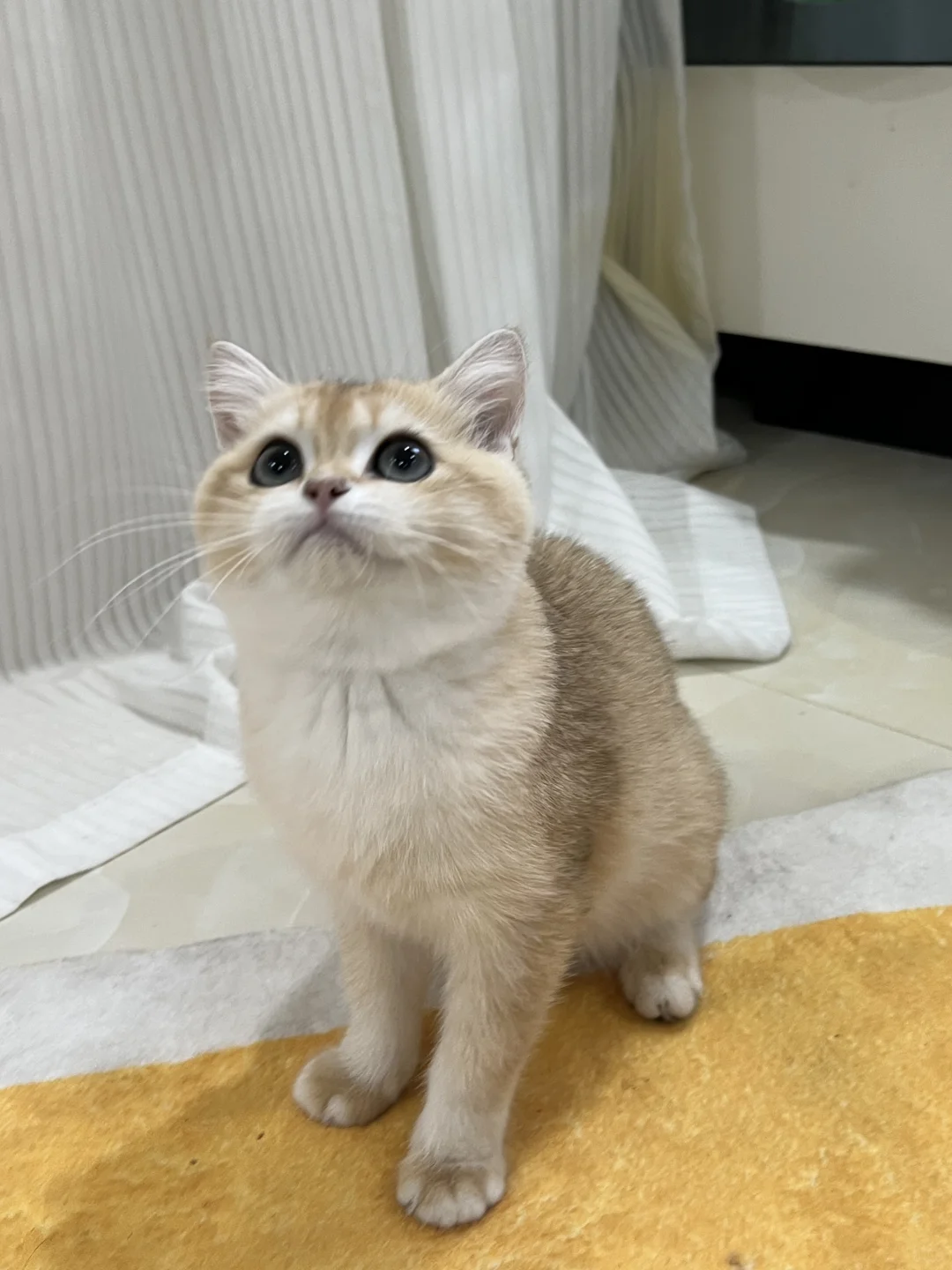 大脸小喵