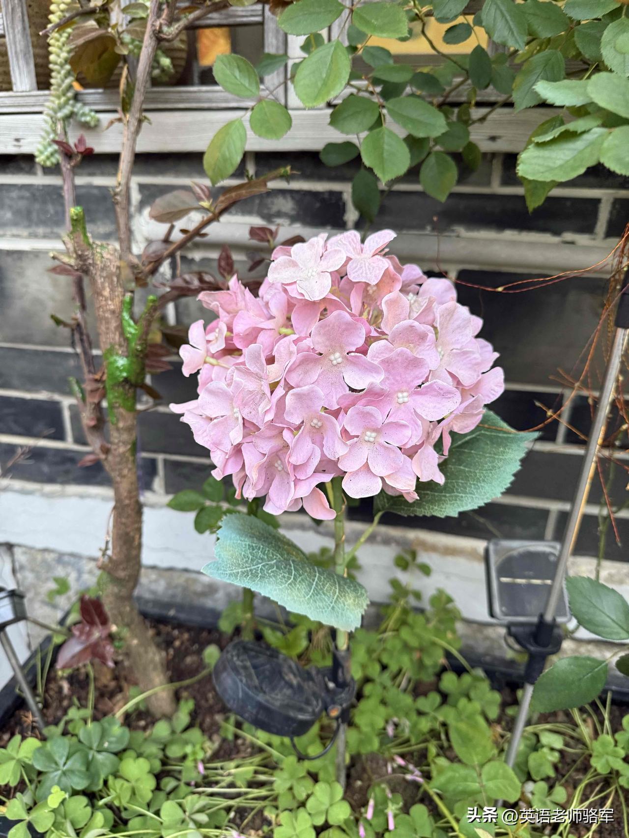 我也不太清楚这两种花具体啥品种呢。不过在花的世界里，品种那可多了去了。就说玫瑰和