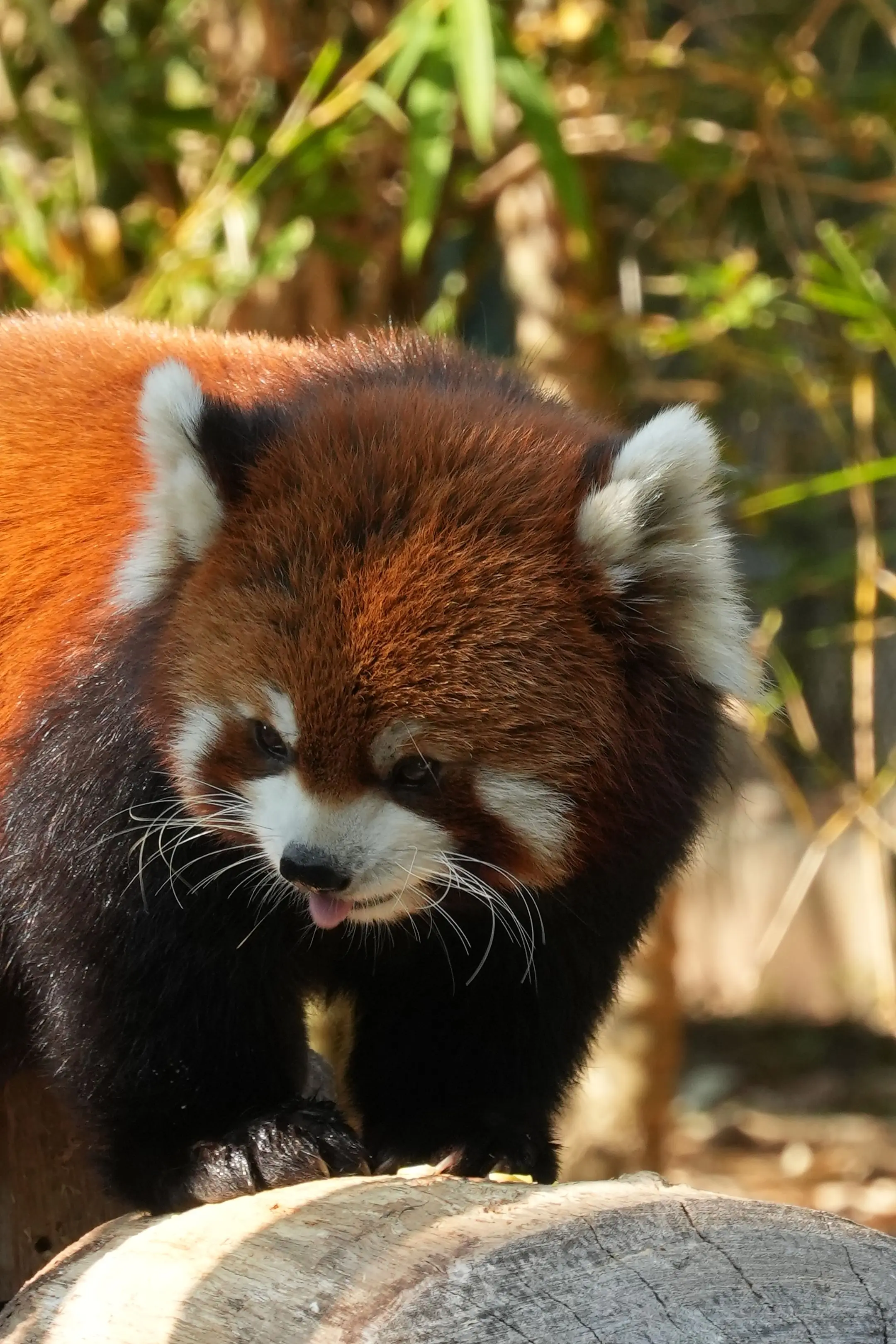 吸一口小熊猫再继续熬夜。