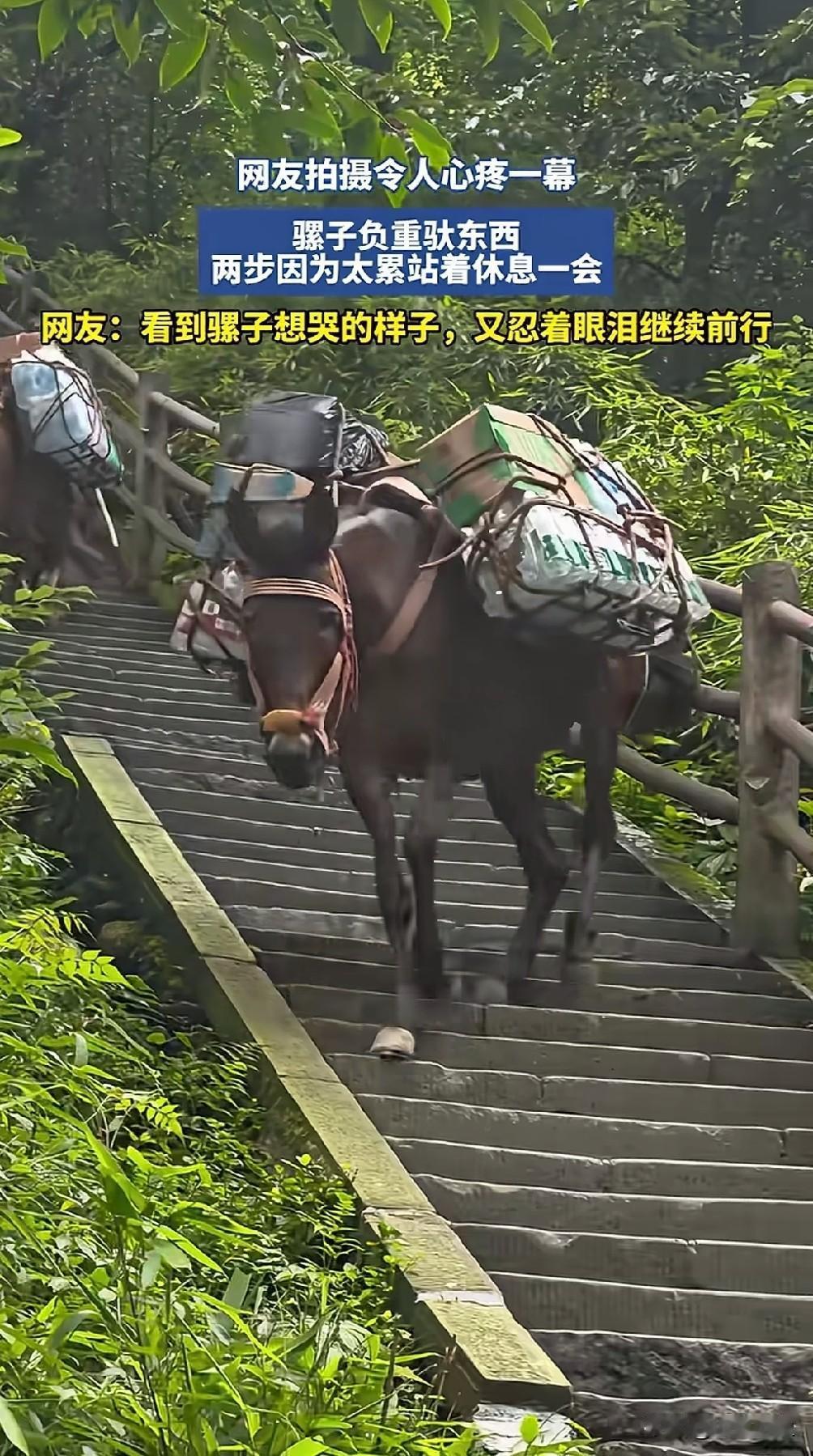 为骡子而哭泣
本该驰骋疆场
如今沦为奴隶

就像人类职场一样
合适的岗位安排合适