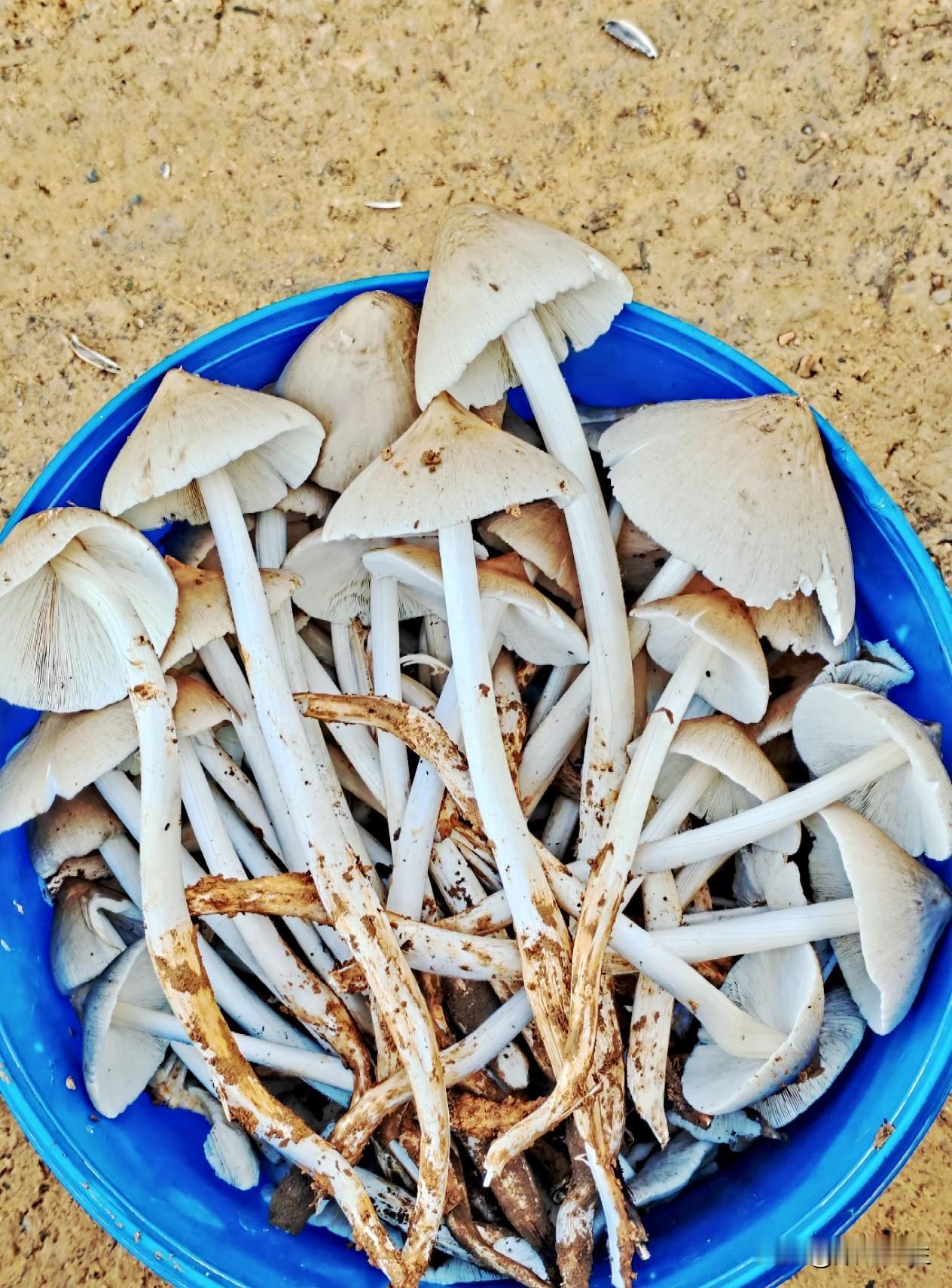又到鸡枞菌的时节了，此时的鸡枞菌最为鲜美，也最具诱惑。它不仅营养丰富，价格也十分