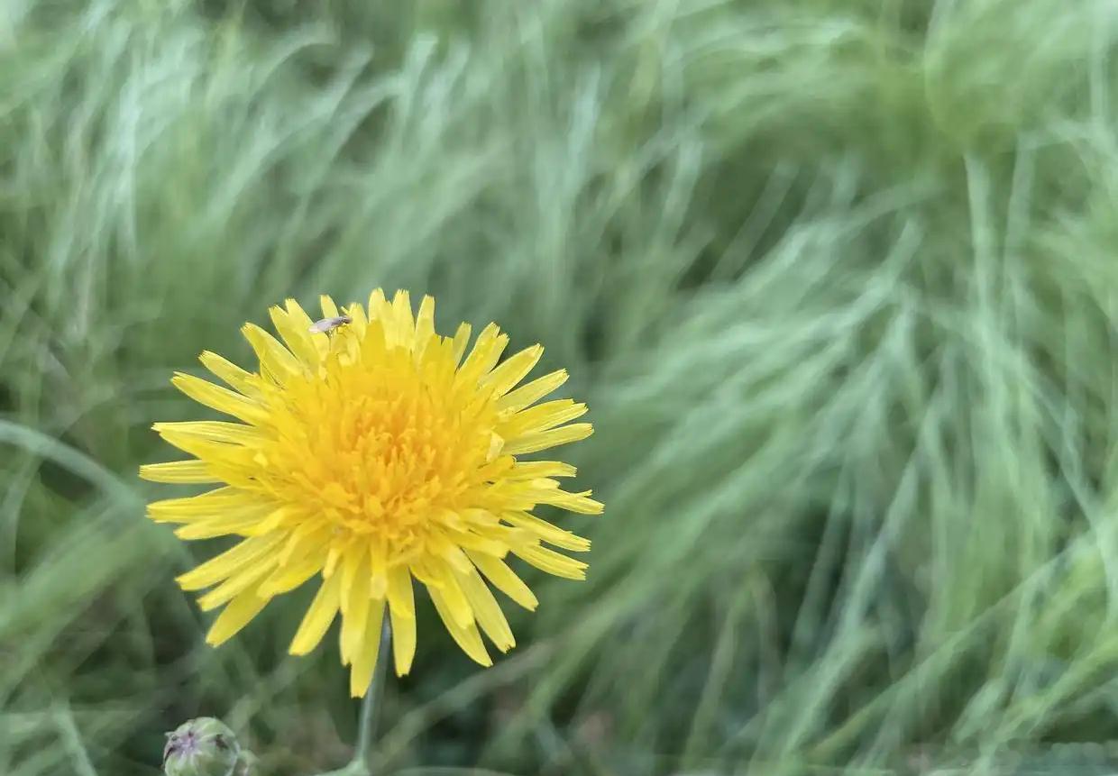 从野草到“生存大师”：一株蒲公英的城市进化密码蒲公英 是北半球郊区和城市环境中最