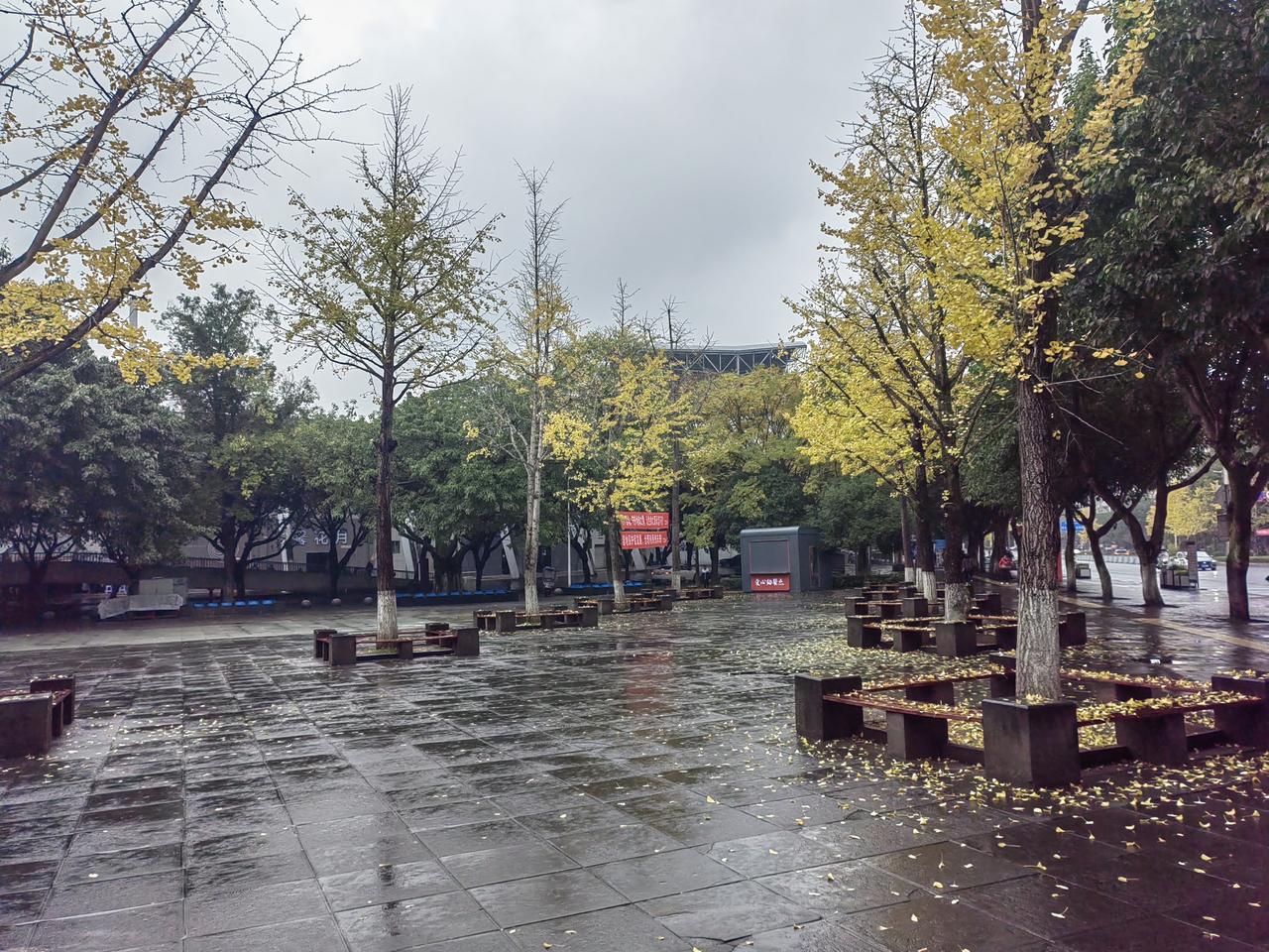 《一片金黄色，好美的银杏树叶》
历经岁月的洗礼
片片绿色的树叶
演变成一片金黄