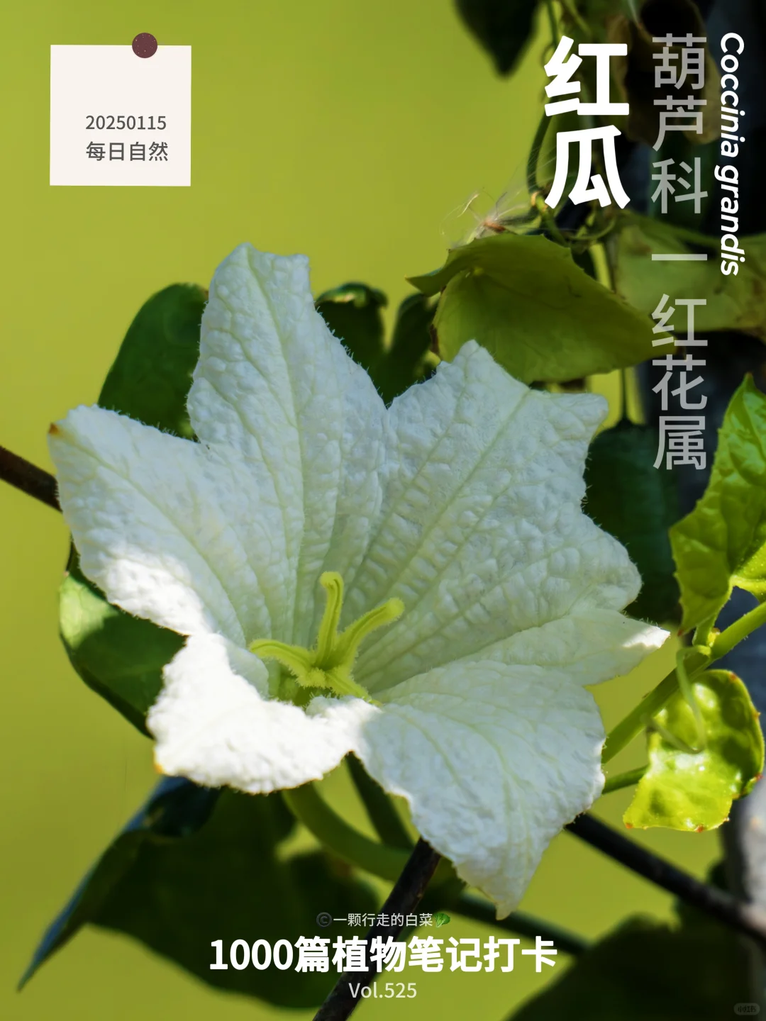 植物笔记528｜Who ate the Ivy gourd？