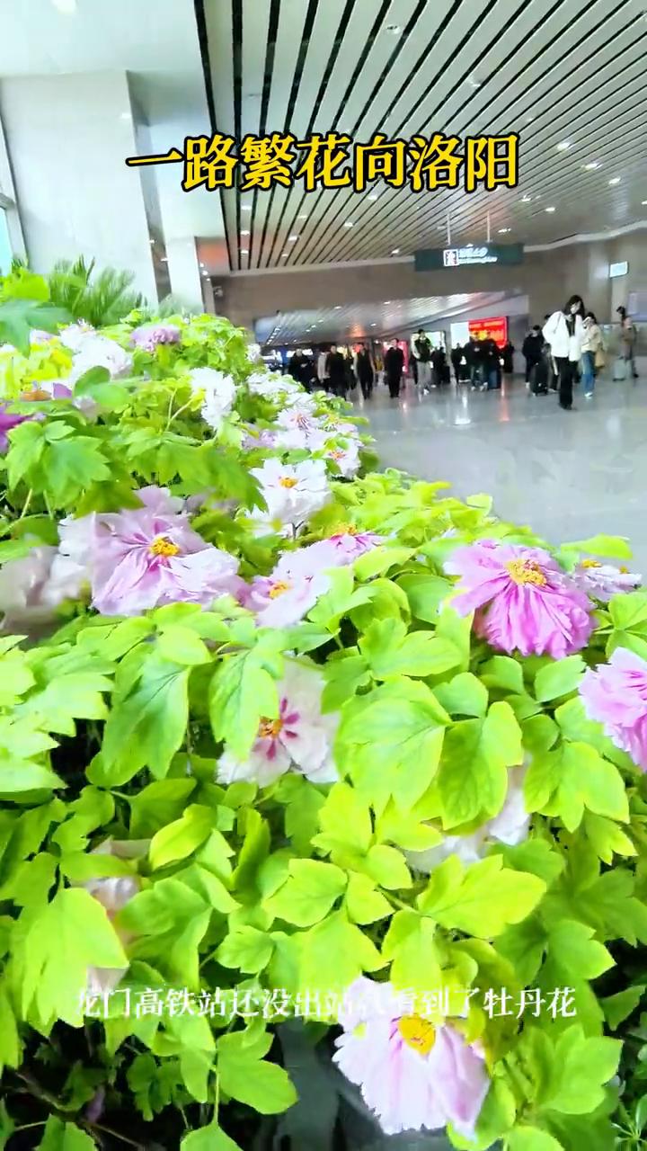 一路繁花向洛阳，龙门高铁站还没出站就看到了牡丹花。