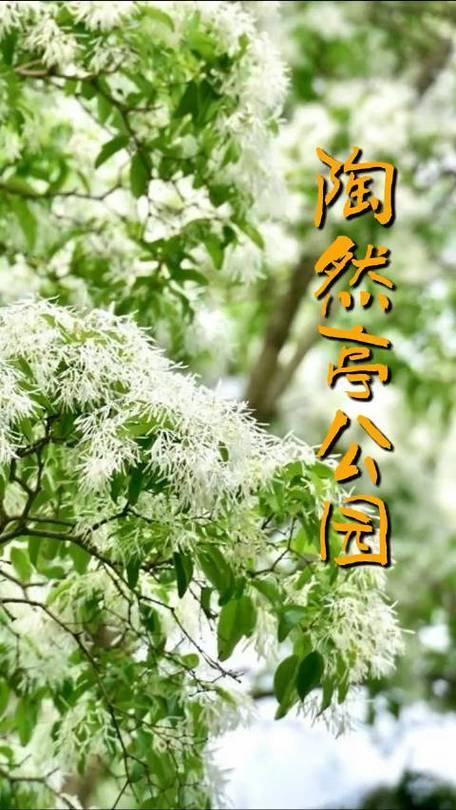暮春五月，北京陶然亭公园三株树龄超60年的流苏树进入盛花期。树姿苍劲舒展，细碎白
