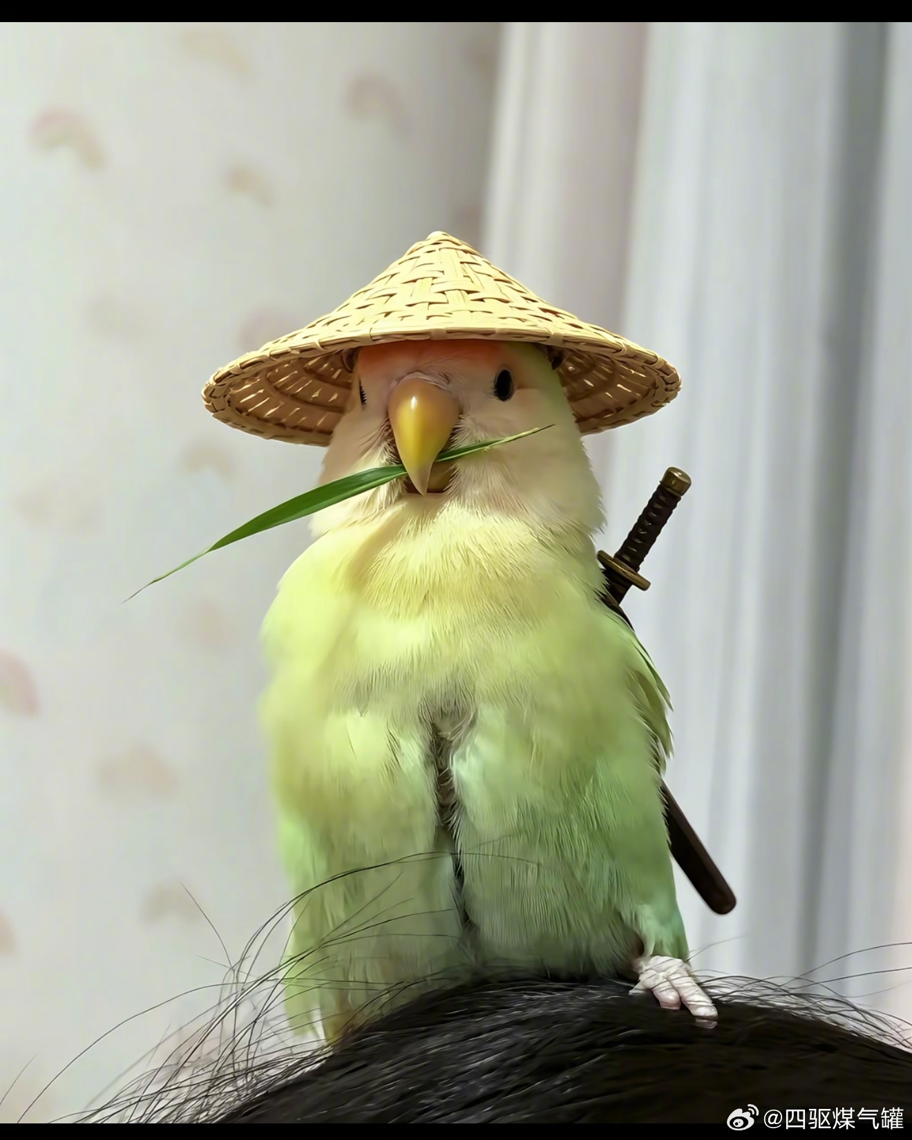 宝宝要去闯江湖了🦜 ​​​