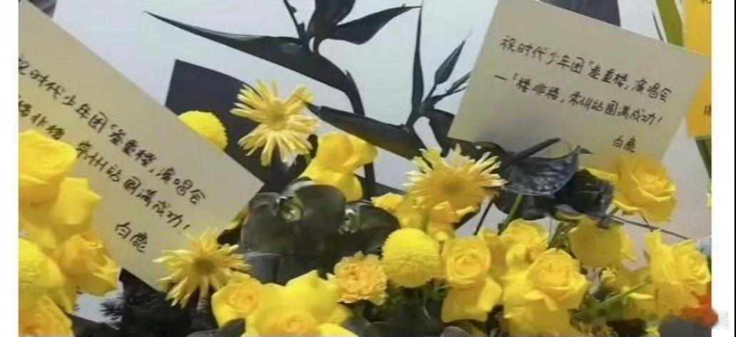 #白鹿[超话]##白鹿去了时代少年团演唱会#真的太喜欢演唱会了，而且我觉得姐姐一