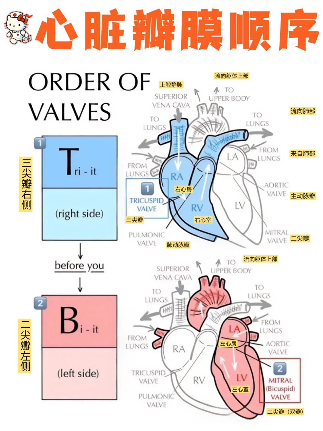 备考RN/心脏瓣膜顺序！！学！！内容