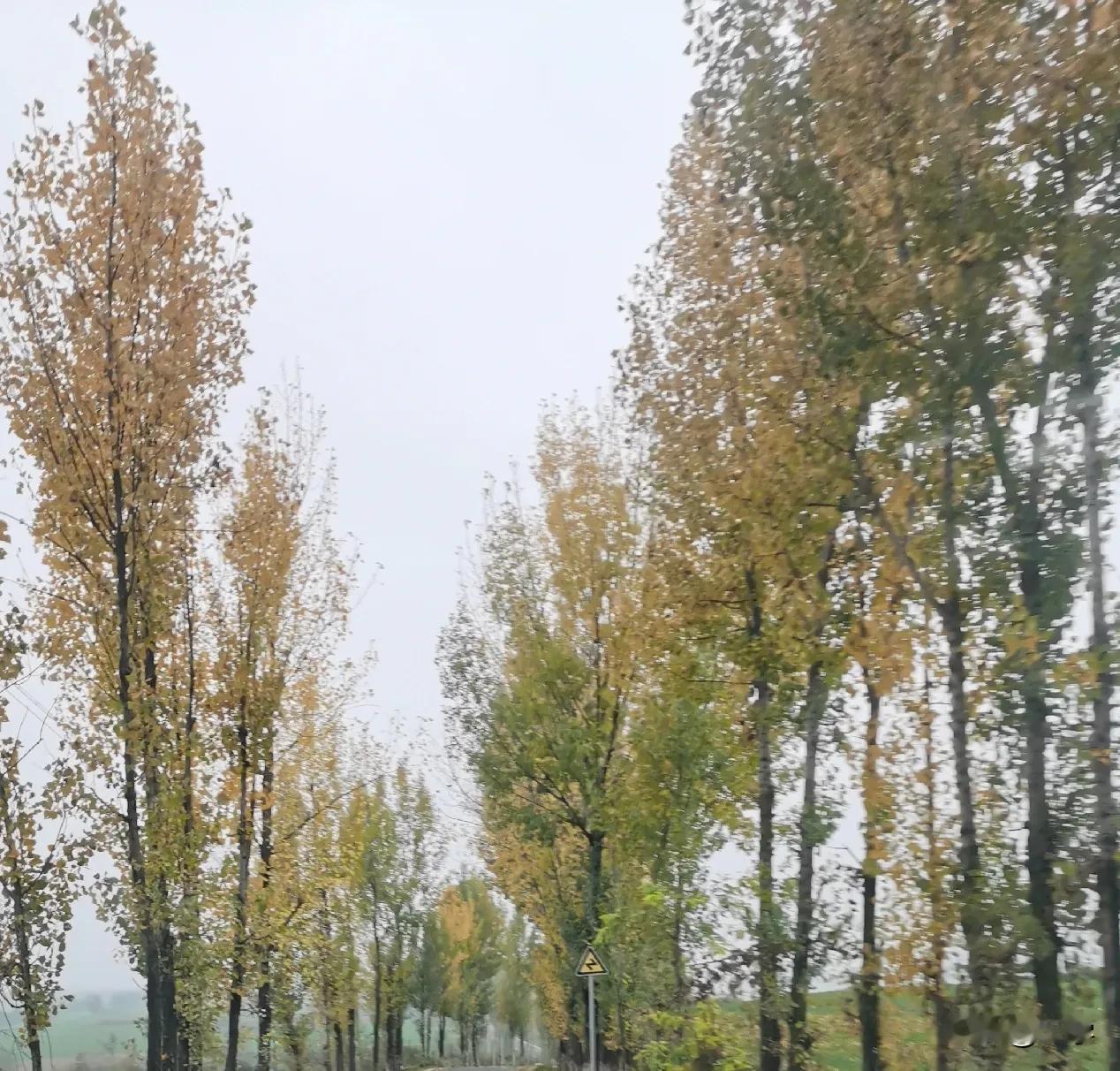 《怀念.相逢.遇见》/三学

人间十月有幸事
落叶与风再相逢

风过生香
雨落成