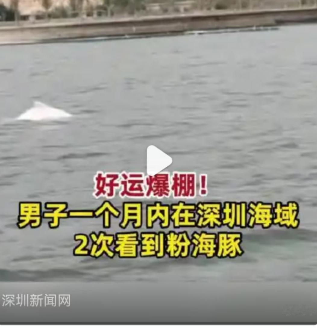 4月15日的深圳深汕特别合作区鲘门街道百安海域，海水澄澈，阳光正好。目击者黄先生