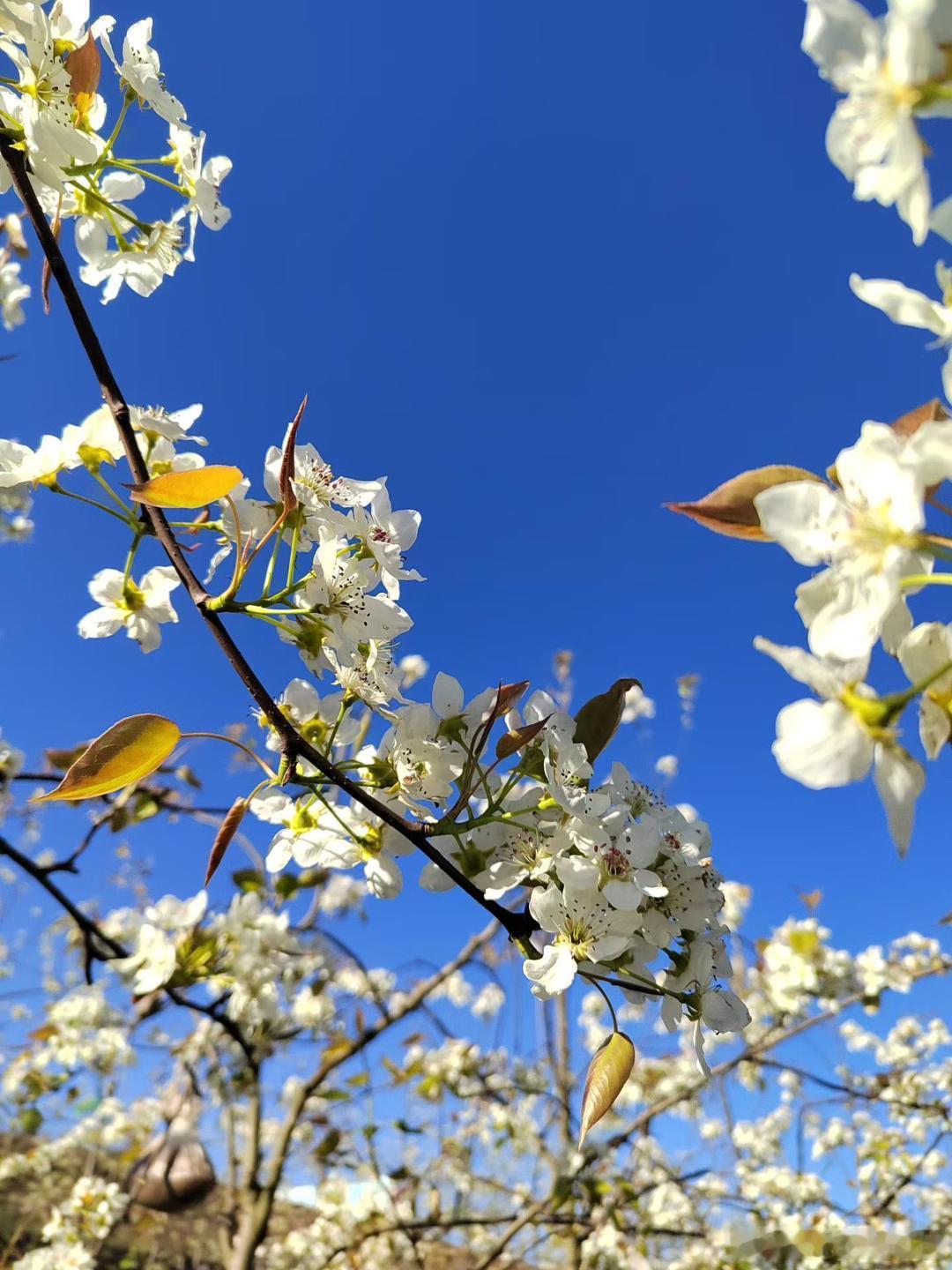 宁波北仑助力美姑红梨产业从无到有4月11日，央视四套《中国新闻》栏目播出《四川凉