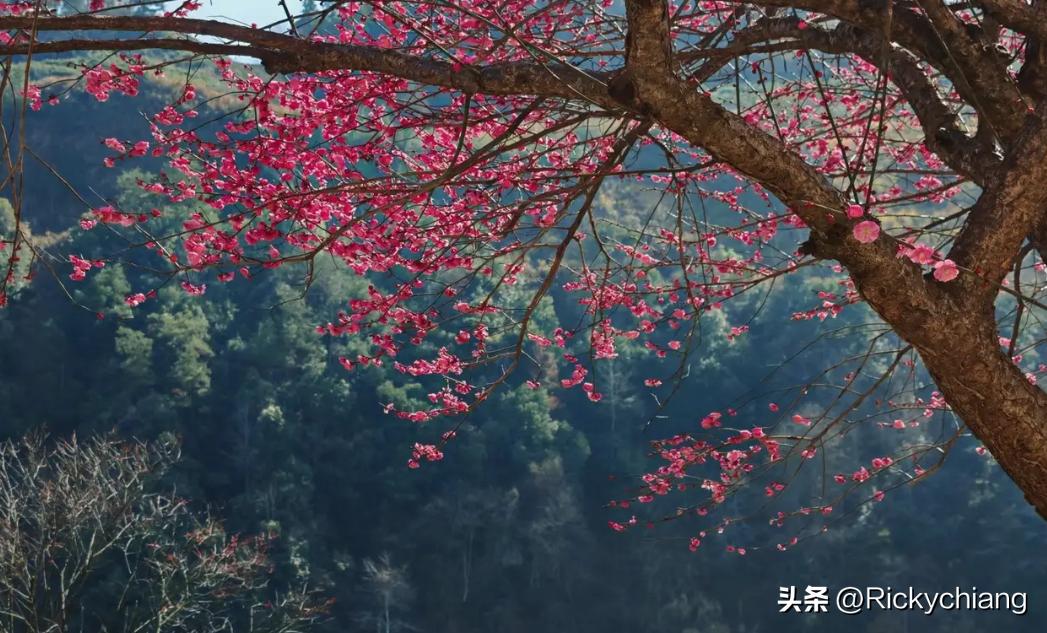 股息率用分红除以股价就能算出来。


我之前买股票的时候，就特别关注股息率。有一