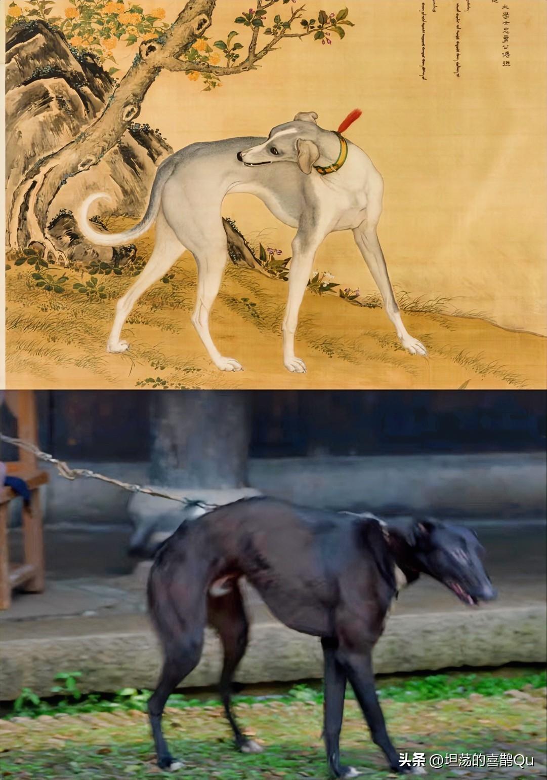 八仙里二郎神的哮天犬，也是兰香如故里出现的狗，中华细犬，细腰长腿、身形纤细，“头