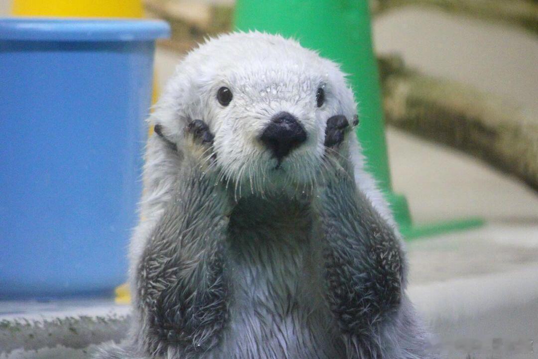 什么什么 让小獭我看看🦦 