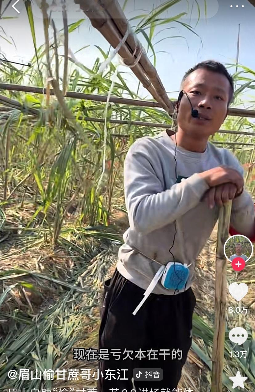 眉山“偷甘蔗”终究还是崩了！！
利用流量终究被流量啄了眼
亏了，亏了，亏大了！