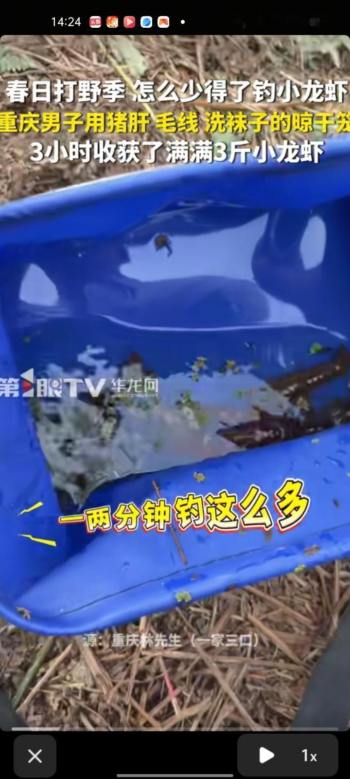 4月9日，重庆。春日打野季必然少不了掉小龙虾，一男子用猪肝、毛线、洗袜子的晾干笼