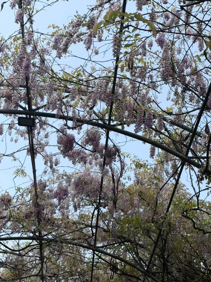 拿到父亲革命烈士证书的那天，母亲嚎啕大哭