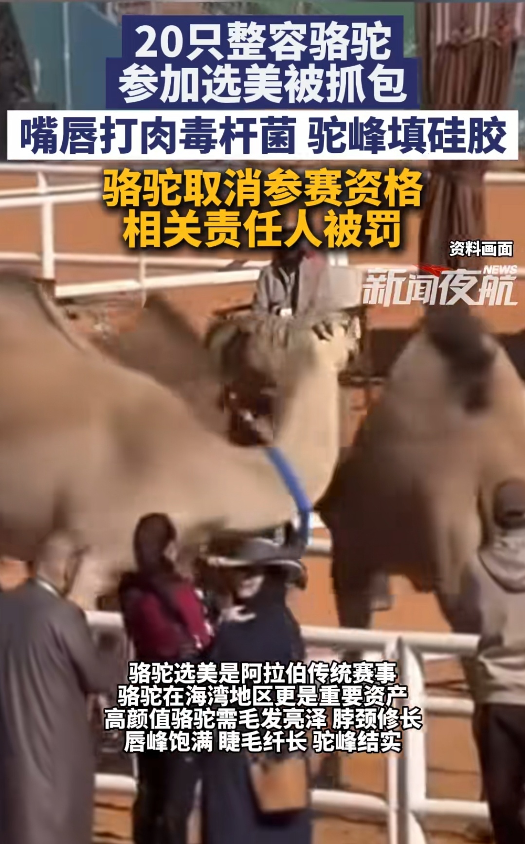 骆驼🐪选美比赛，这些人为了赢奖金，给骆驼的嘴唇打肉毒杆菌，驼峰填硅胶