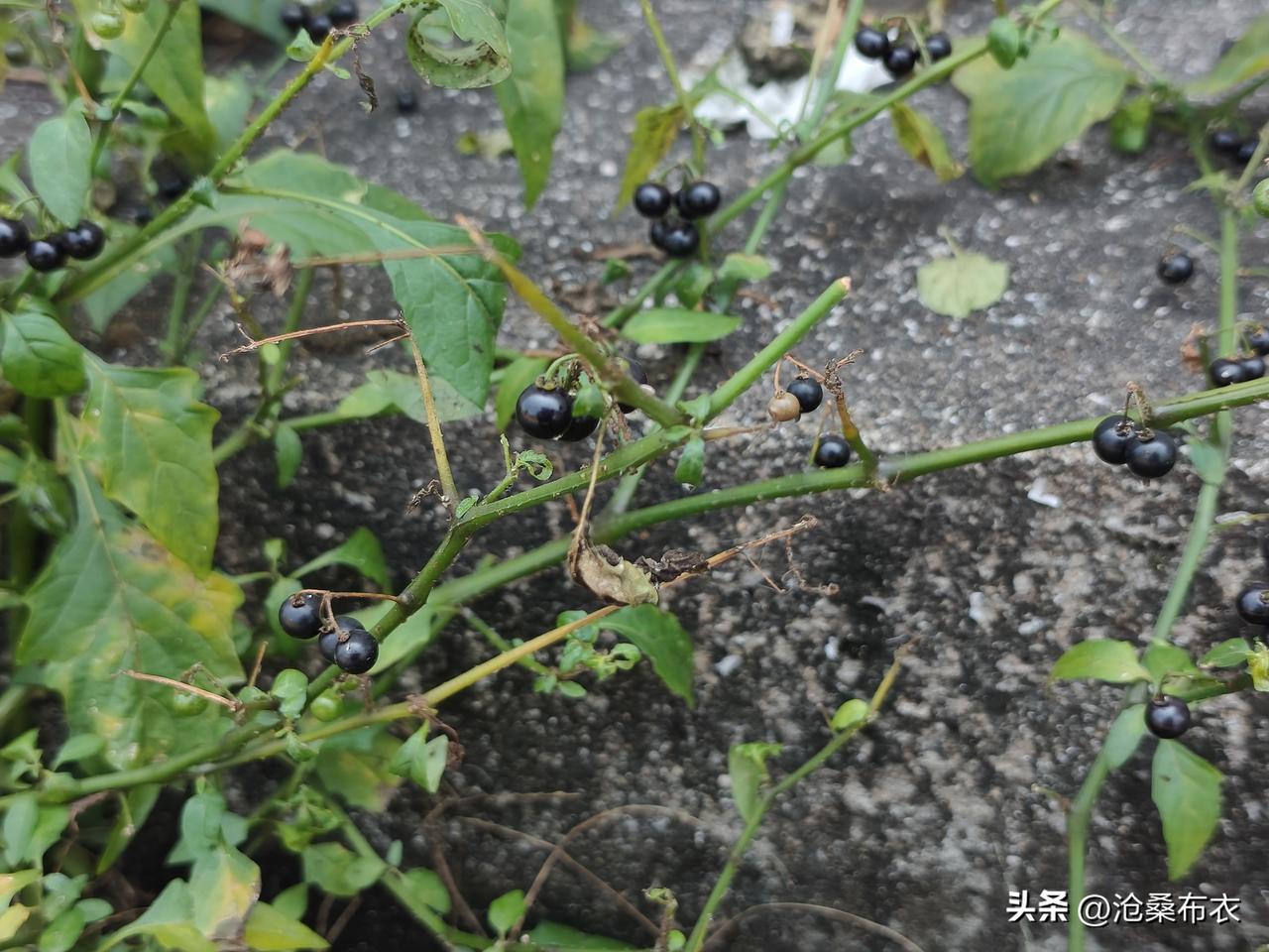 我的今日状态：😁轻松愉快
我这里的天气：☀️晴天
4月1日，东莞，星期三，晴。