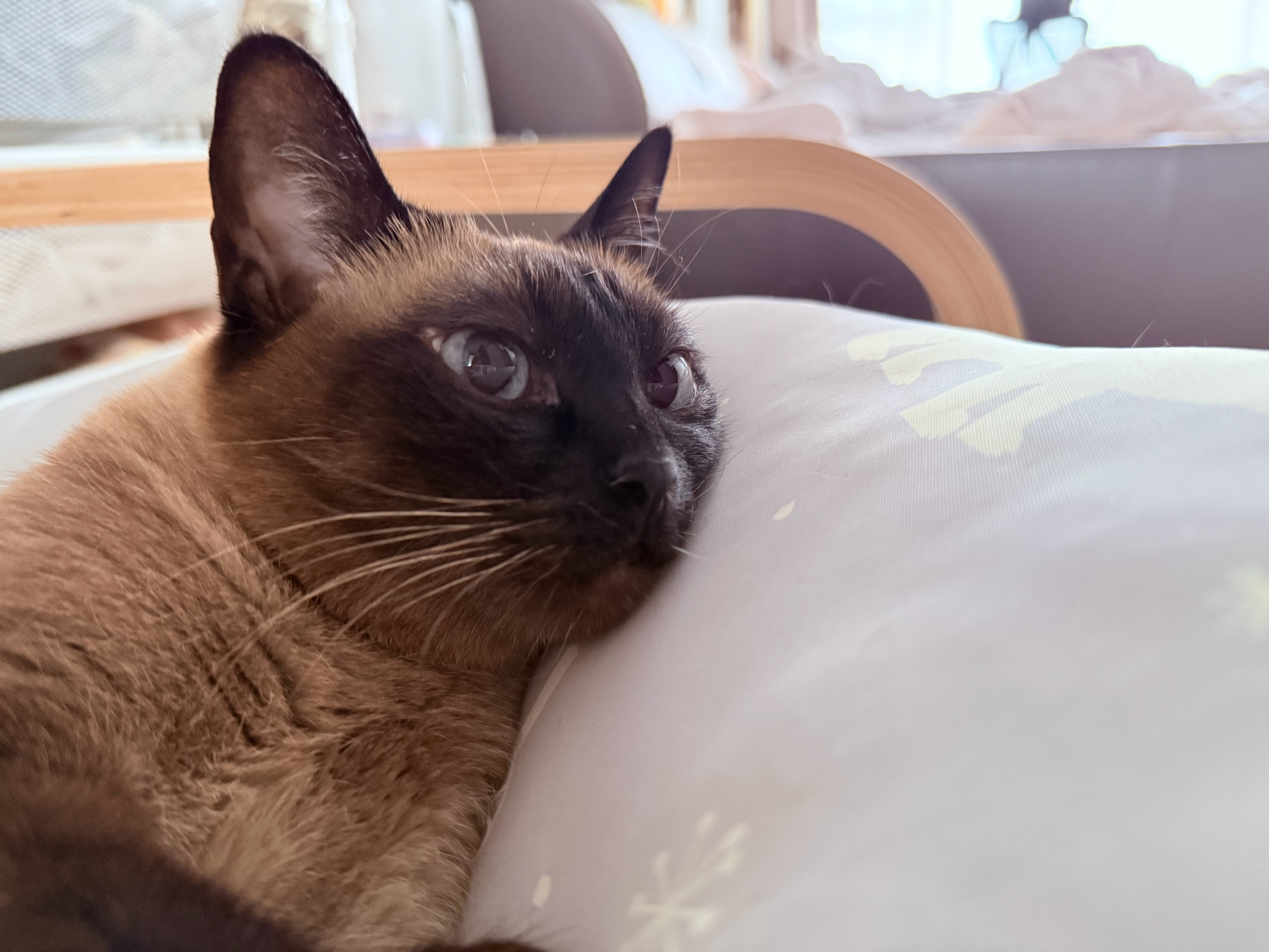 公主小屁午休中 