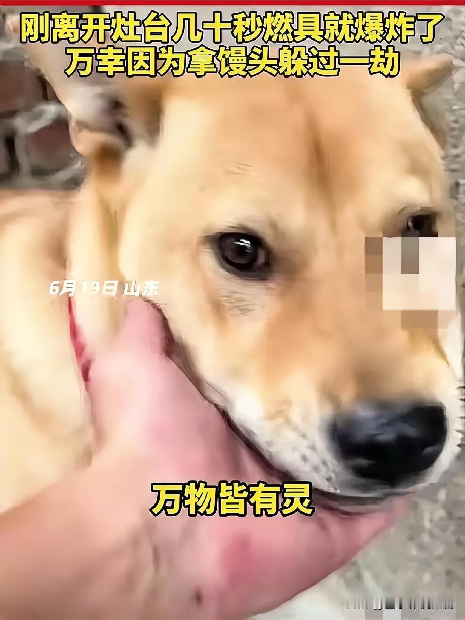 夏至夜厨房滚着粽子的甜香，煮到一半忘关火的他瘫在沙发打盹，完全没注意粥锅扑火引着