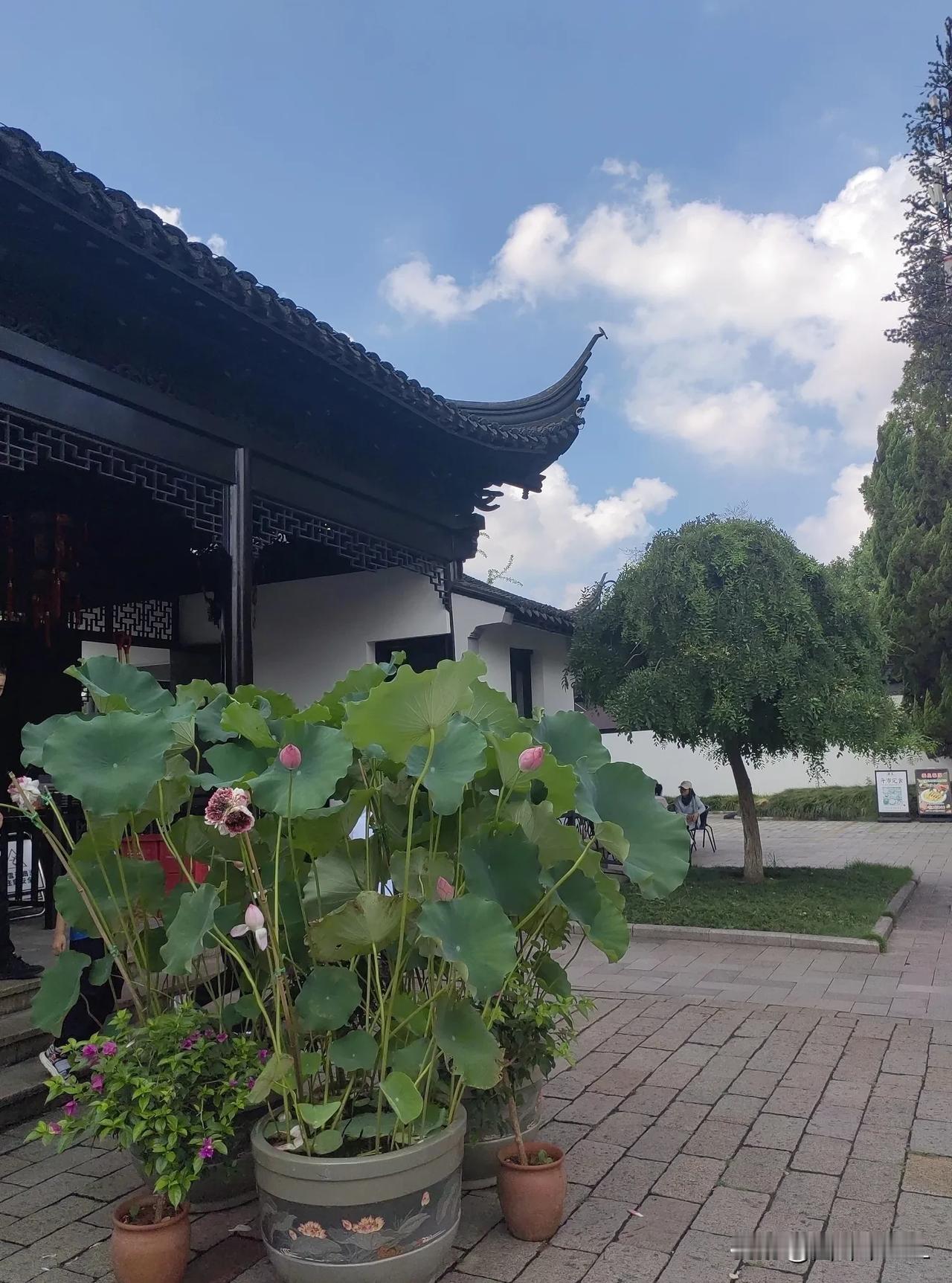 亭林公园中的并蒂莲开的特别漂亮，亭亭玉立的并蒂莲茎杆一枝,花开两朵,尽显独特风姿