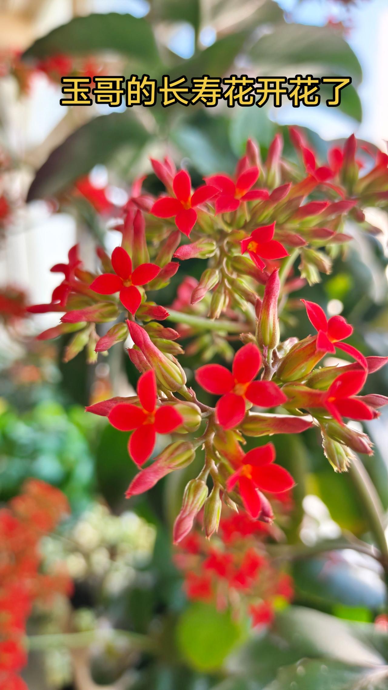 玉哥的长寿花开花了
长寿花 长寿花开花 开花