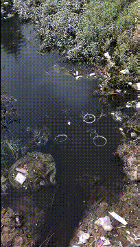 这是钓鱼佬吸烟太多
鱼都上瘾了？