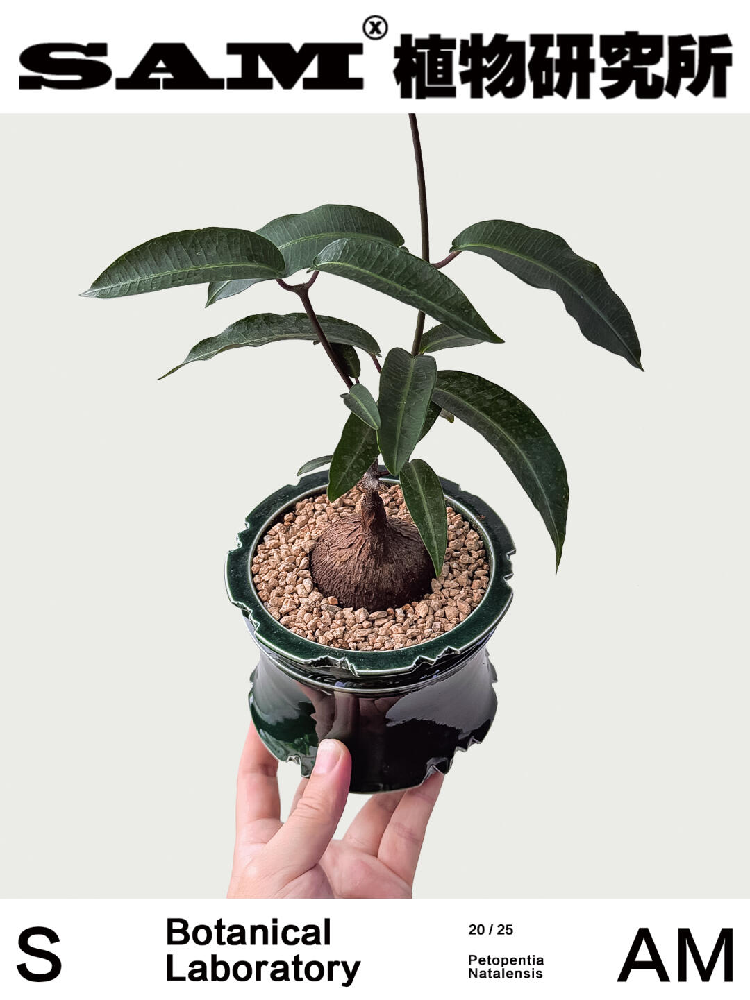 紫背萝藦｜Petopentia Natalensis