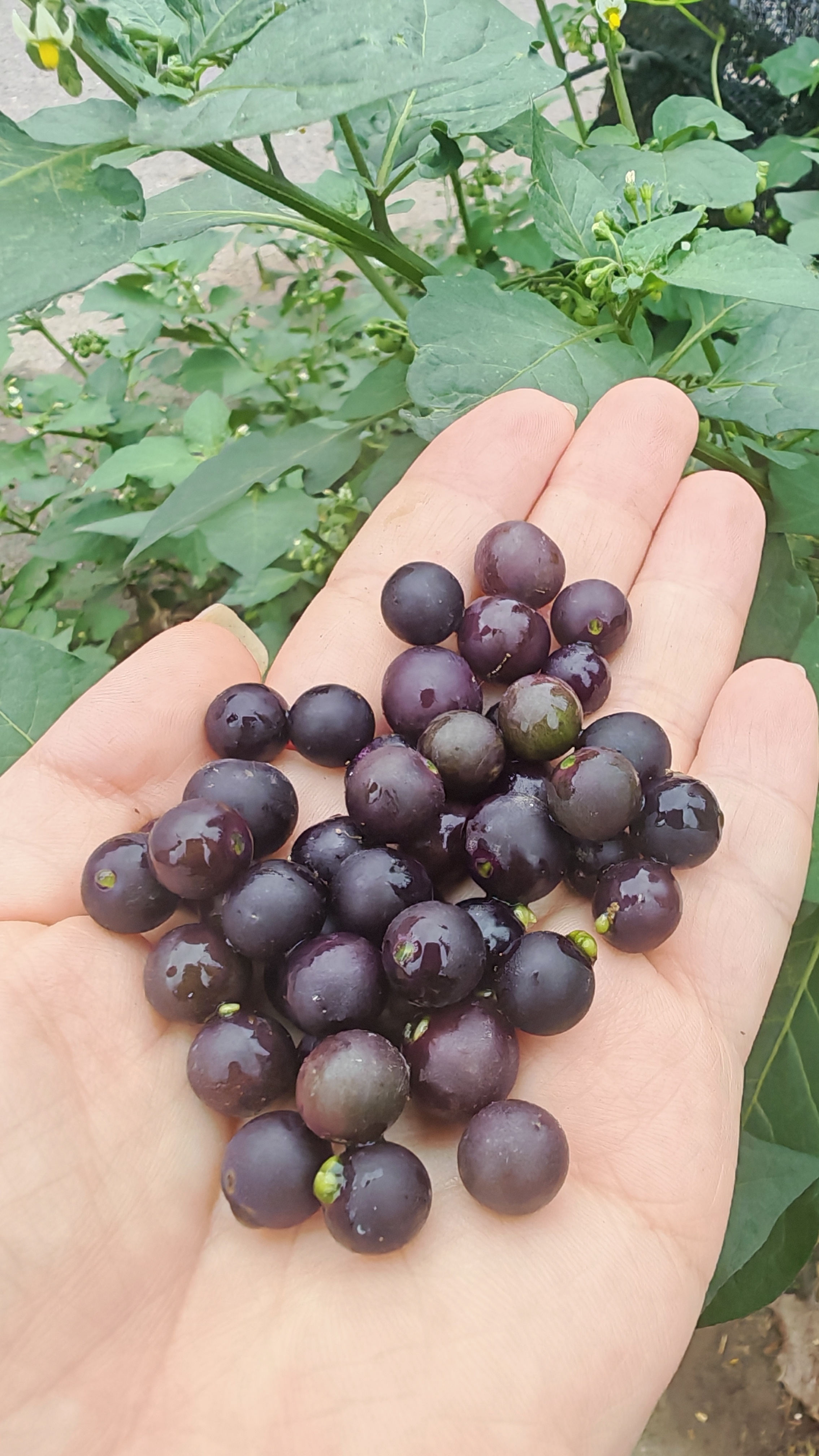 野龙葵小时候的味道 