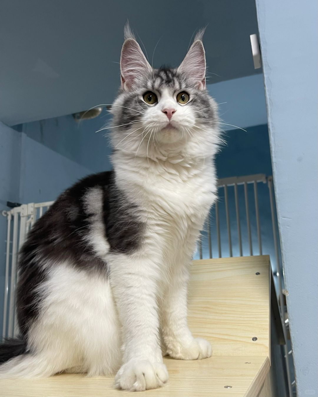 缅因｜貂蝉的女儿 以后会大爆毛